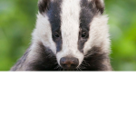 The Badger Homies