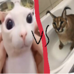 Floppa war / bingus war