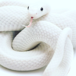 The Alpha Snake Gang