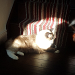 catSimulatorX