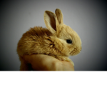 The the bunny