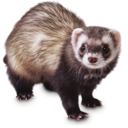 Ferret Gang- Official Hangout