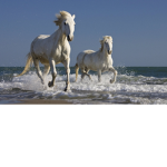 *~+. Ocean Stables*~+.