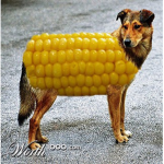 i like dogs and corn