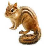 The kingdom of chipmunks