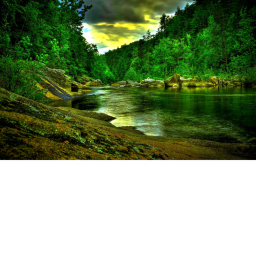 Survival of the wild