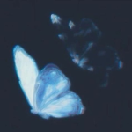 nytliad