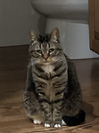 Catz_jiu