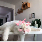 Meow Meow and Kookie