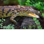 ~Crocodiles~
