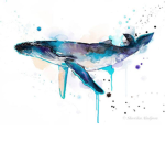 Whales Club