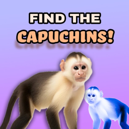 (__) Find the Capuchins
