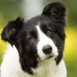 The Border Collies Group