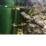 Turtles and animals group