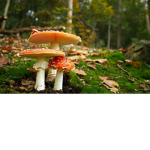 Cute Mushrooms <3