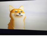 Doges are friendly