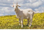 EPIX GOAT GROUP