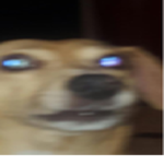 Cult of the Demon Dog