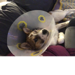 SUSSY DOG