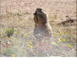 se una rata en un suburban