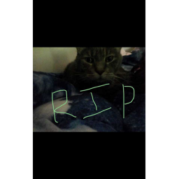 Wars of my cat