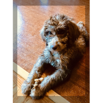 Little LaBrAdOoDle