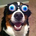 hype doggy