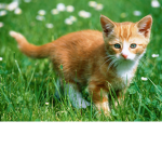 Cat's Clothe Group