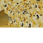 Doge and hoomans club to make friends