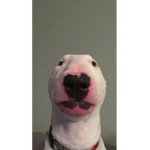 Meme dog infection