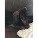 Nina is the cutest puppy in the world