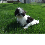 I made this group for my very old dog lol