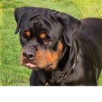 Rottweiler Squad