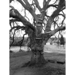 Present Heads Tree