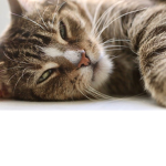 Cats ##### Group!