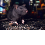 The little rat slayers