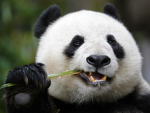 The Asian Pandas