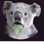 Babykoala_beaa