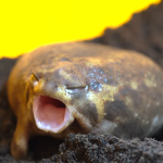 Rain Frog Studios
