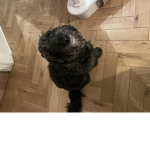 My dog Betty