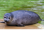 Focas