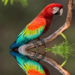 Parrot planning group