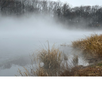The Fog Descends