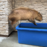My Friends and Capybaras