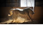 MSE Equestrian Team