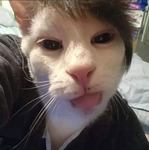 evxizz