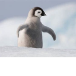 I PINGUINI VOLNTI