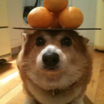 DoggyOrangeShop