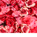 Roses Squad Official Group!