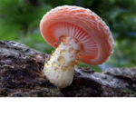 The_mushroom_Kingdom